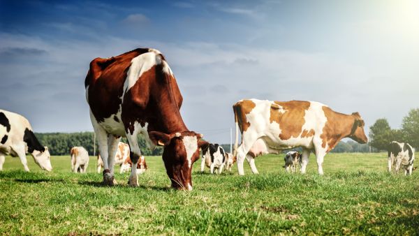 dairy farm