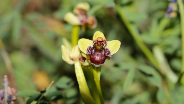 plant species