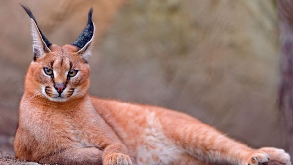 Caracal 