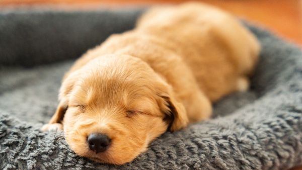 puppy 