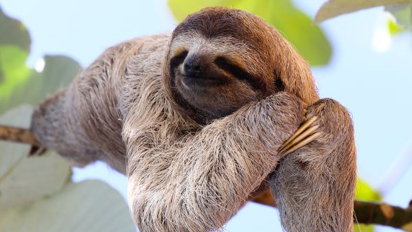 sloth 