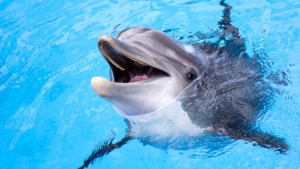 dolphin
