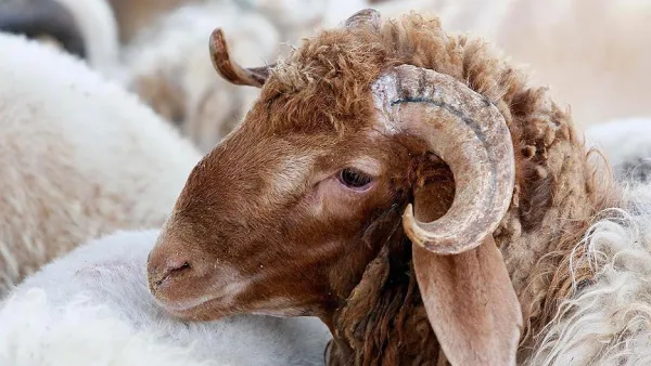 صورة تعبيرية
