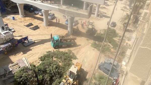 الأشجار تختفي من الشوارع والبرلمان يتدخل