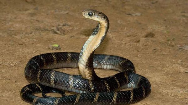 تفسير حلم خروج ثعبان من الجسم بالتفصيل لكبار المفسرين
