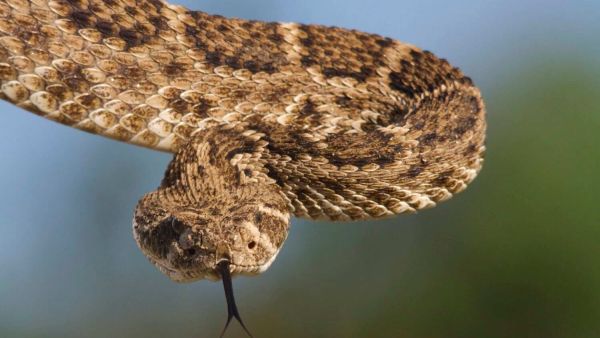 تفسير حلم خروج ثعبان من الرجل بالتفصيل لكبار المفسرين