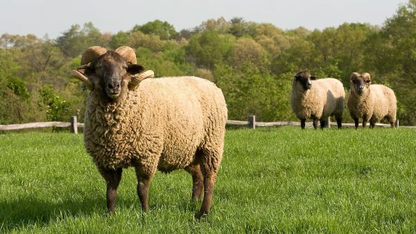 شروط الأضحية شروط الأضحية