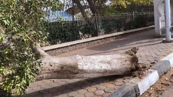 قطع الأشجار قطع الأشجار