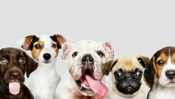 Dog Breeding Company 