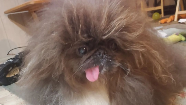 dog