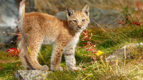 bobcat 