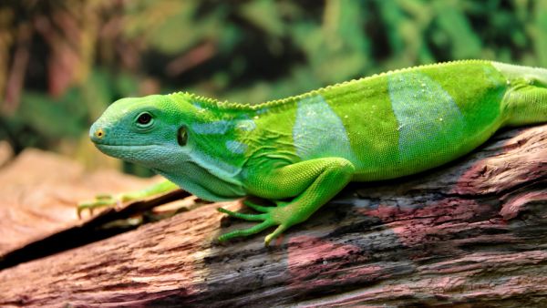 lizards 