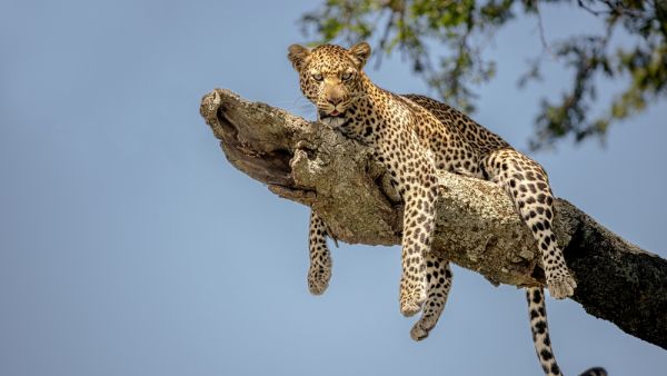 leopard 