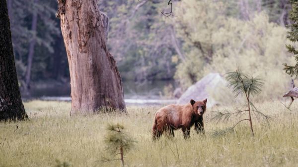 bear 