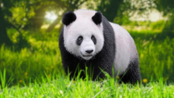 pandas 