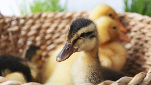 ducklings 