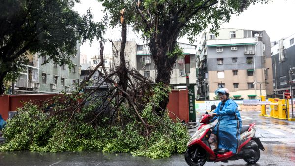 A motorcyclist rides past fallen trees due to strong winds caused by Typhoon Gaemi in Keelung on July 25, 2024. (Photo by I-Hwa CHENG / AFP) Typhoon