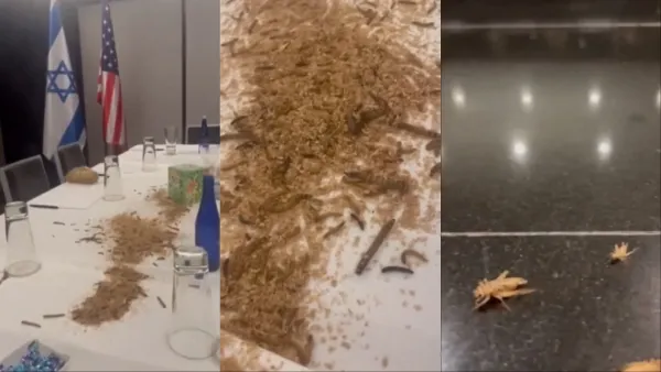 With Mealworms and maggots
