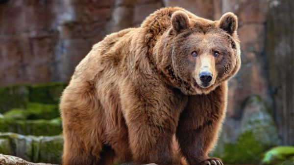 bear