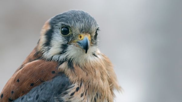 American Kestrel