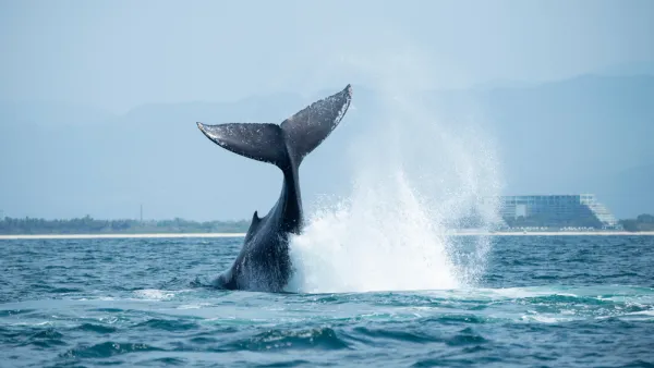 New Zealand