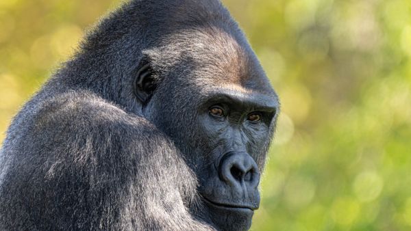 gorillas