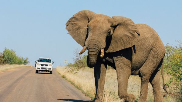 Elephant