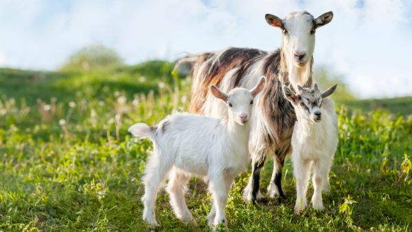 Goats