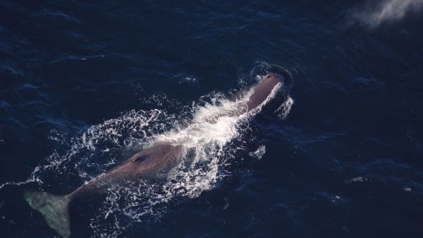 Whale