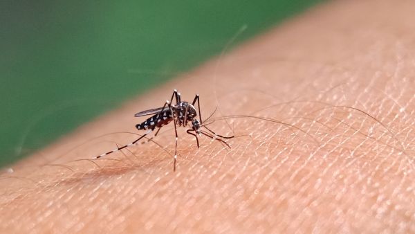 Shutterstock dengue fever