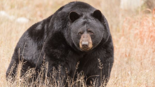 Black bear