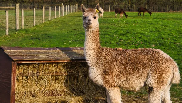 Llama