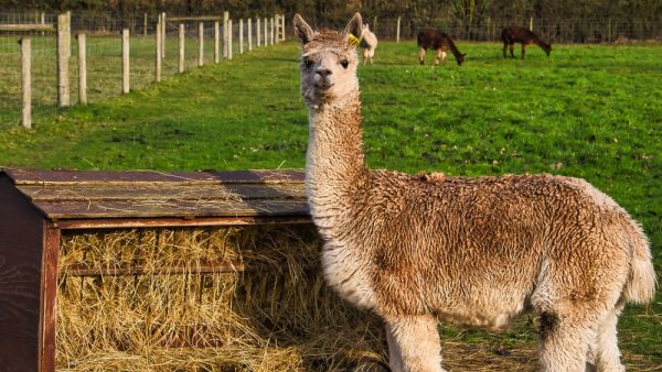 Llama
