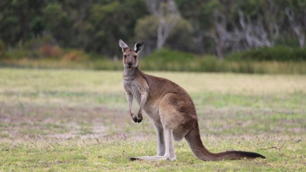 Kangaroo 