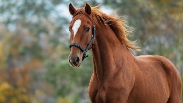 runaway horse