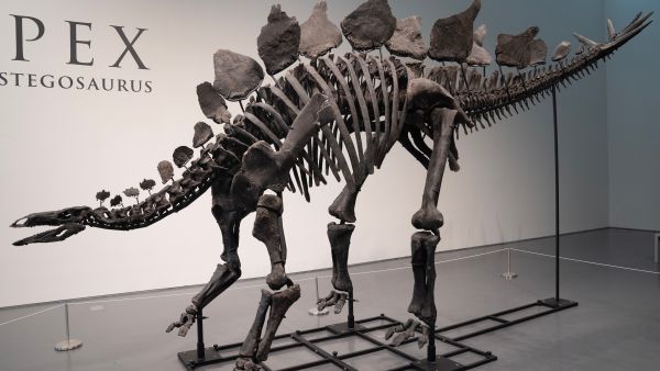 Apex, the largest stegosaurus fossil of a dinosaur, was sold for $44.6 million