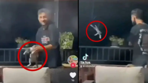 لبناني يعذب قطة ويرميها من الطابق الثالث