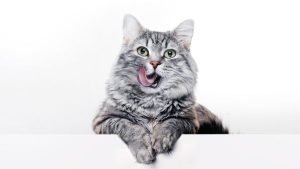 Shutterstock Pets