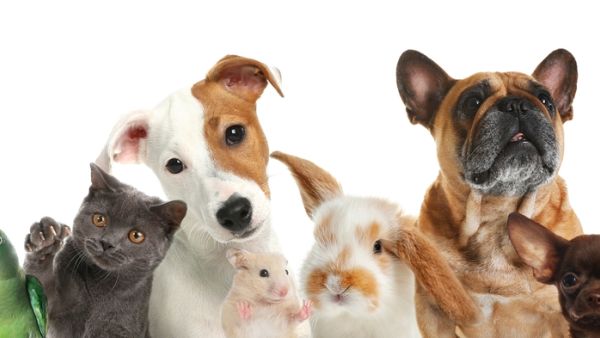Shutterstock Pets
