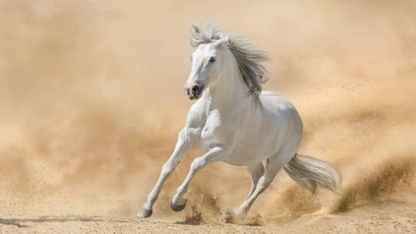 Horses