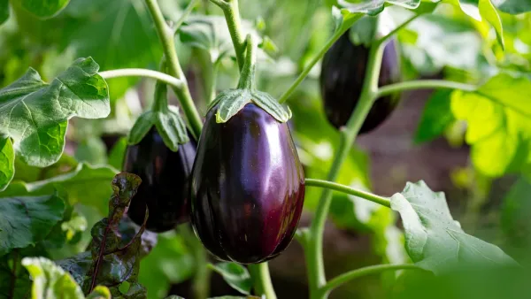 eggplant