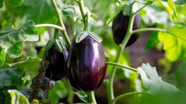 eggplant