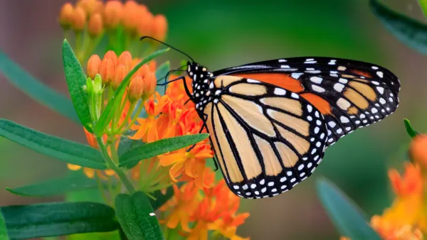 monarch butterfly