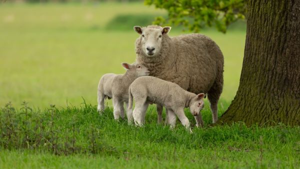 lambs