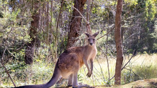 kangaroo