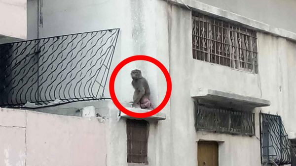 Monkey spotted in northern Gaza. (X) Monkey spotted in northern Gaza