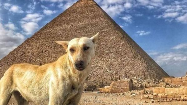 الكلب البلدي - نجم السياحة الأول في مصر
