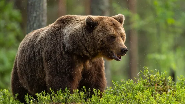 bear