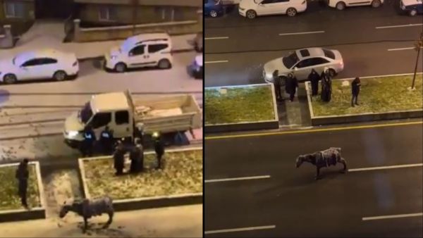 Horse freezes in the middle of a road in Erzurum city in Turkey. (X/ Video screenshots) Horse freezes