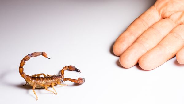 Scorpion. (Shutterstock) Scorpion